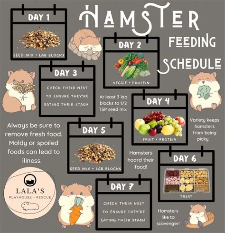 The Ultimate Guide to X Hamsters: Everything You Need to Know