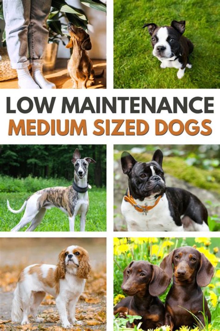 Top Low Maintenance Puppy Breeds: The Perfect Companion for Busy Owners