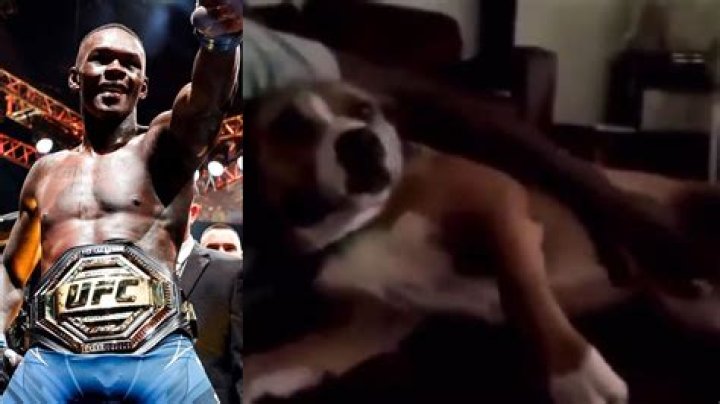 Uncovering the Story Behind Israel Adesanya's Beloved Companion: The Adesanya Dog