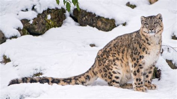 Understanding Chomo: The Majestic Snow Leopard of the Himalayas