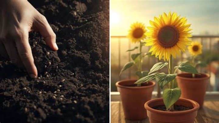 Understanding Daisy Distruction: Keeping Your Garden's Cheerful Blooms Happy