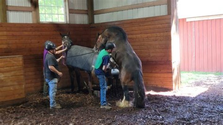 Understanding Horse Mating: A Look at Equine Reproduction Today