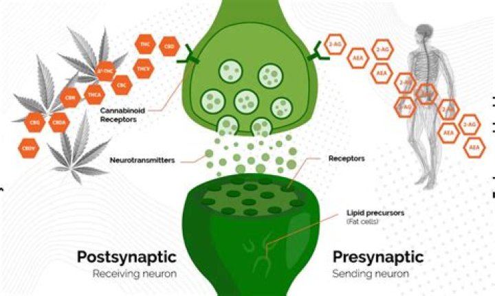 Understanding Simpcitu: A Comprehensive Guide to the Phenomenon