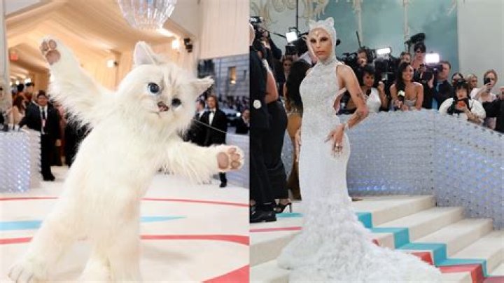 Unpacking the Shane Dawson Cat Controversy: A Look at Internet Fame's Fading Illusions