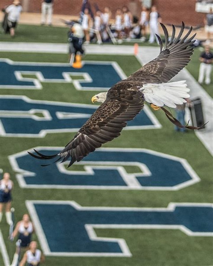 Unveiling the Spirit: Georgia Tech University Mascot
