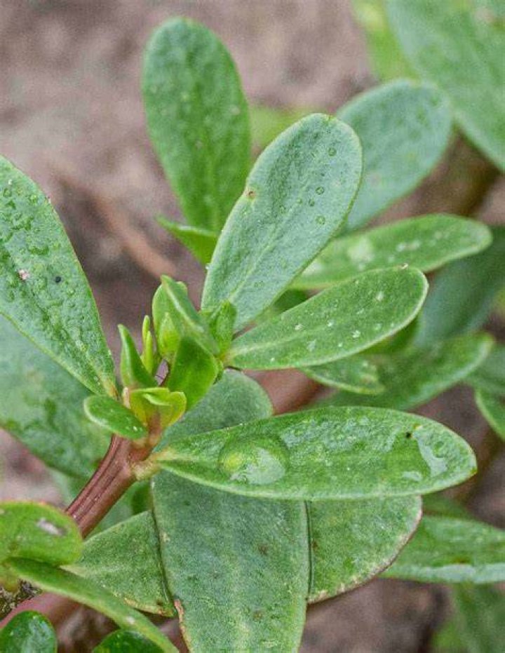 Verdolagas in English: Unlocking the Secrets of This Versatile Herb
