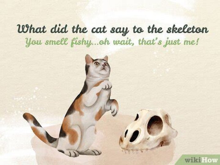 What Did the Cat Say to the Skeleton? Unraveling Feline Wisdom for the Departed