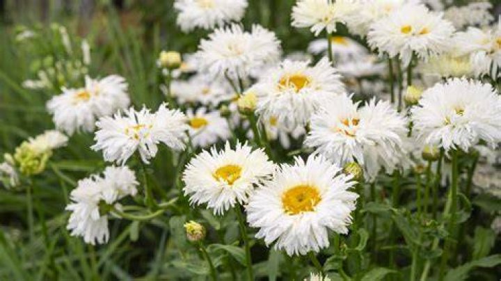 What is Daisy Distruction? Exploring the Wonderful World of Daisies