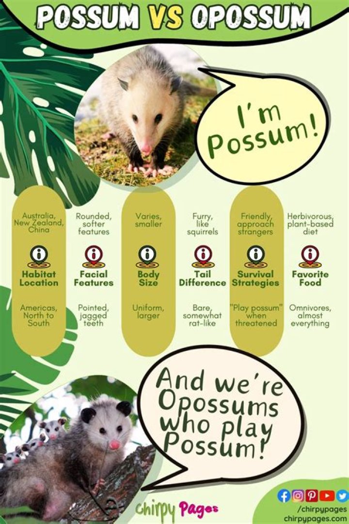What is the Difference Between Opossum and Possum? A Comprehensive Guide