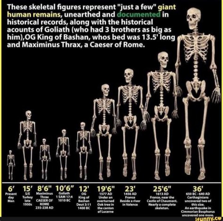 What is the Largest Bone in the Human Body? Exploring the Fascinating Role of the Femur