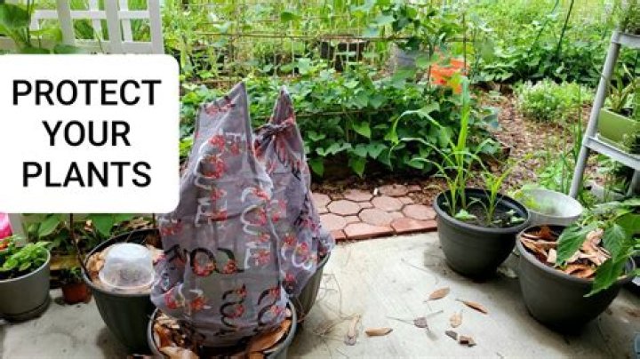 What Was Daisy's Destruction? Protecting Your Garden's Cheerful Blooms