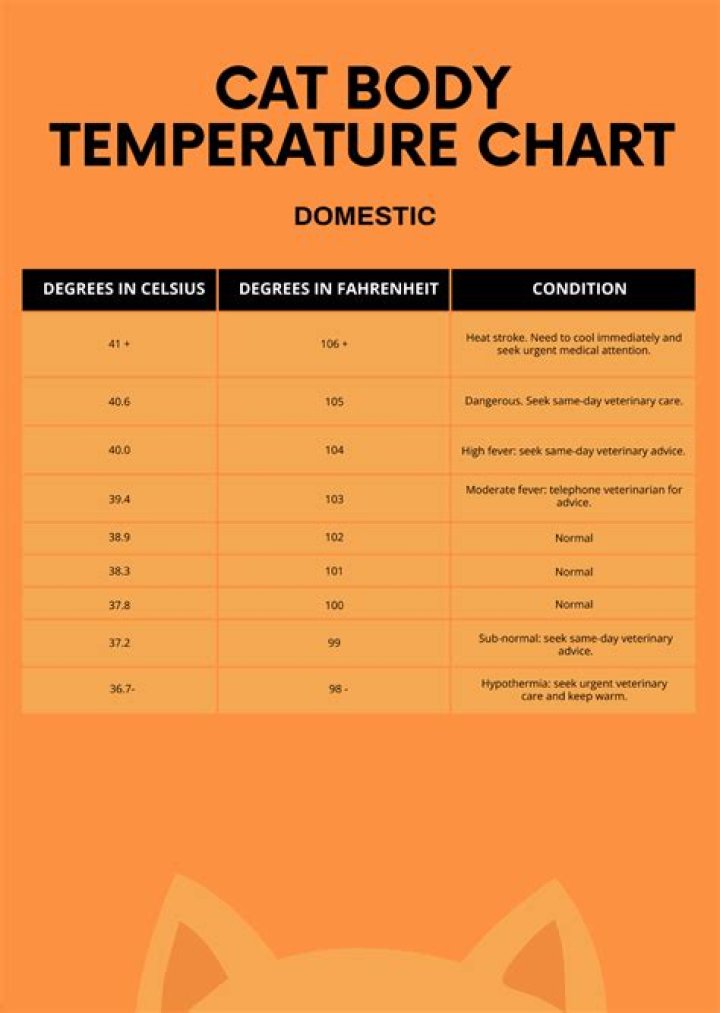 When Is Cat Temp's Baby Due? A Comprehensive Guide